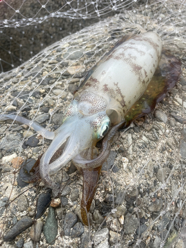 アオリイカの釣果