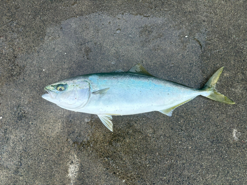 ハマチの釣果