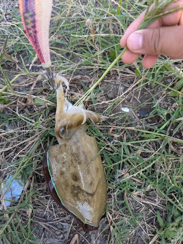 イカの釣果