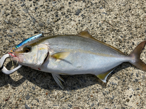 ショゴの釣果