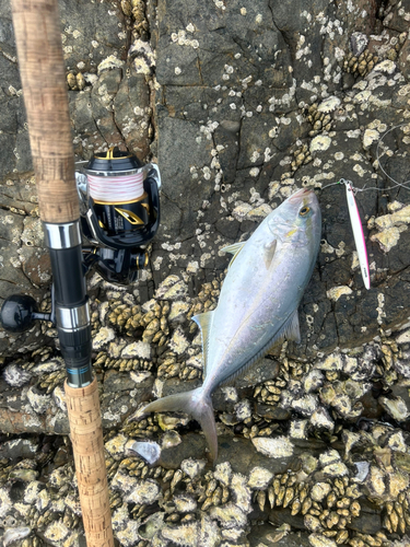 カンパチの釣果