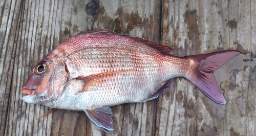 マダイの釣果