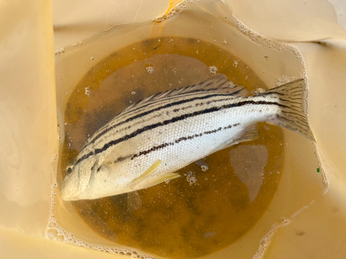 館山湾