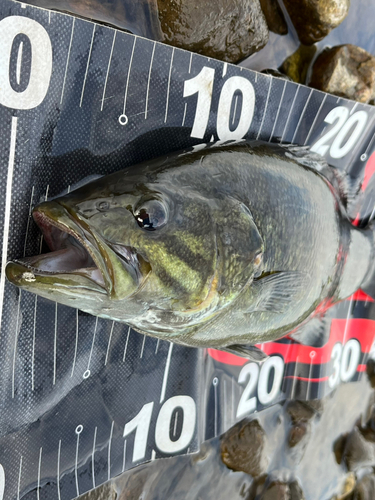 スモールマウスバスの釣果