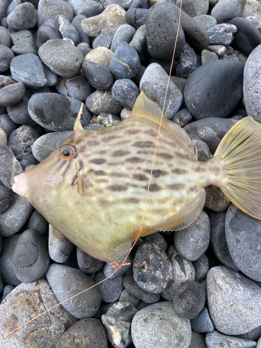 カワハギの釣果