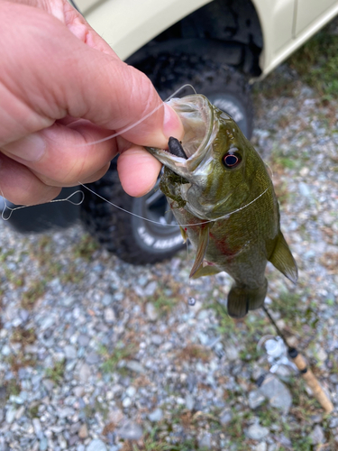 スモールマウスバスの釣果