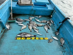 クロダイの釣果