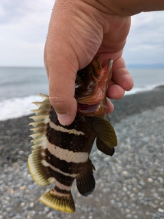 アオハタの釣果