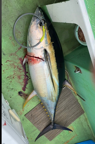 キハダマグロの釣果