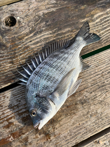 チヌの釣果