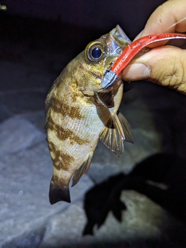 クロメバルの釣果