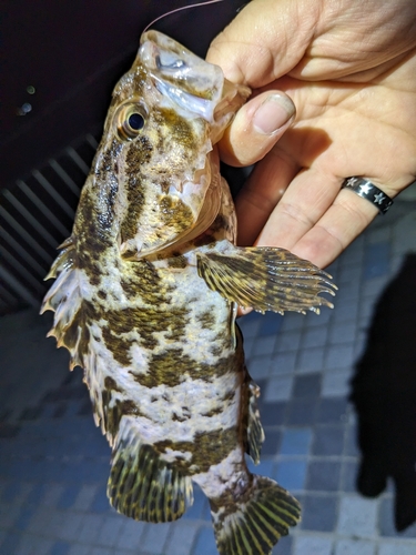 タケノコメバルの釣果