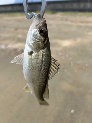 海浜公園