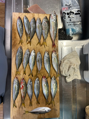 アジの釣果