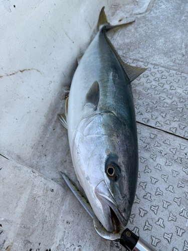 ブリの釣果