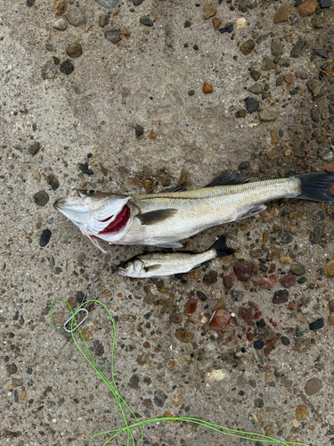 シーバスの釣果