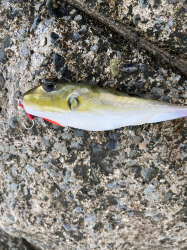 シロサバフグの釣果