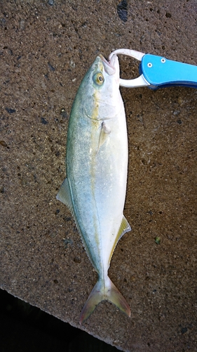 三陸海岸（青森）