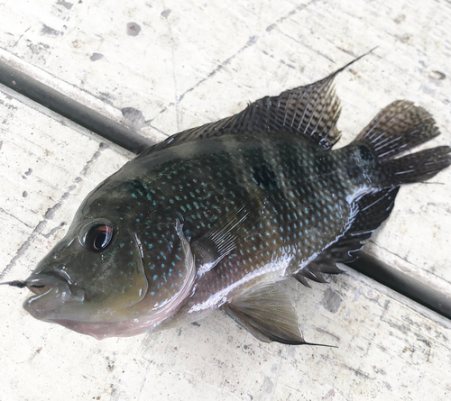 ナイルティラピアの釣果