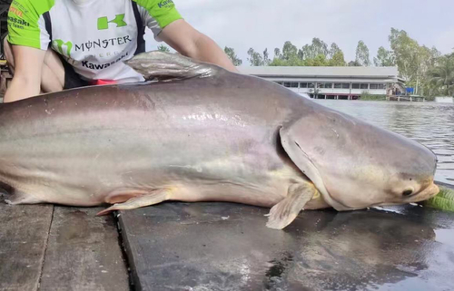 メコンオオナマズの釣果