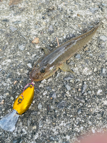 マハゼの釣果