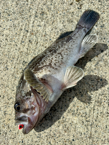 ソイの釣果