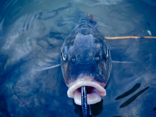 ニゴイの釣果