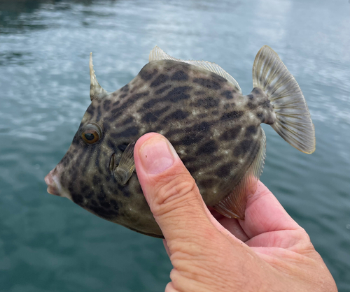 カワハギの釣果