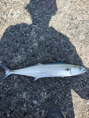 サゴシの釣果