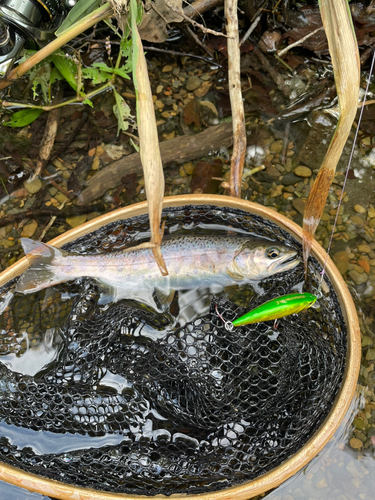 ヤマメの釣果