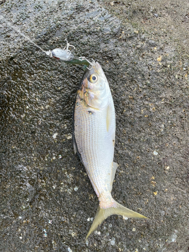 コノシロの釣果