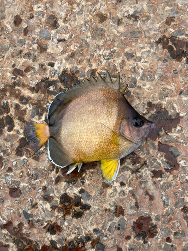 シラコダイの釣果