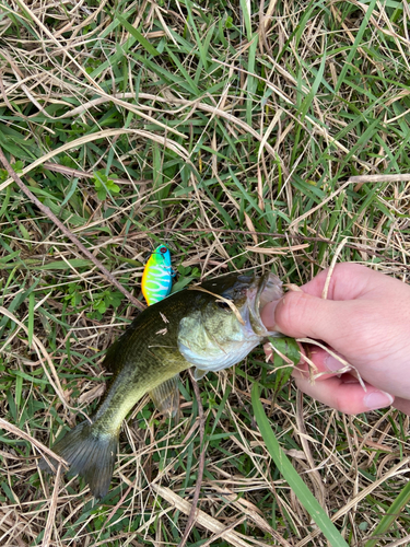 ラージマウスバスの釣果