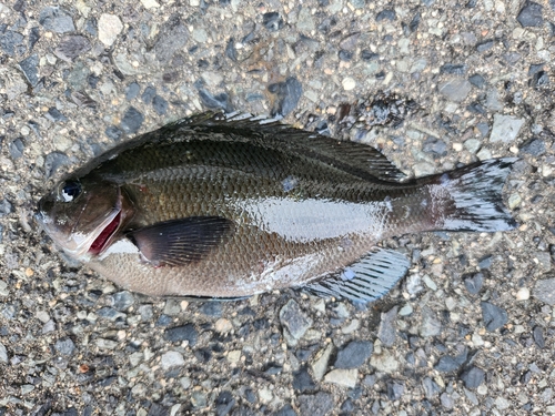 グレの釣果