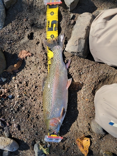 ニジマスの釣果