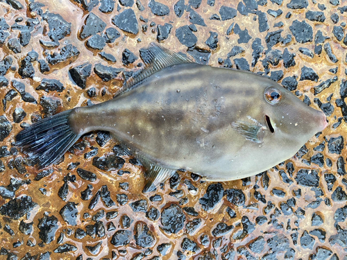 ウマヅラハギの釣果