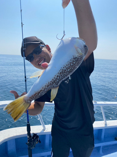 ショウサイフグの釣果