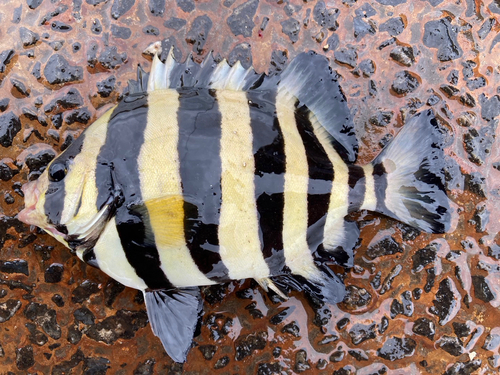 サンバソウの釣果