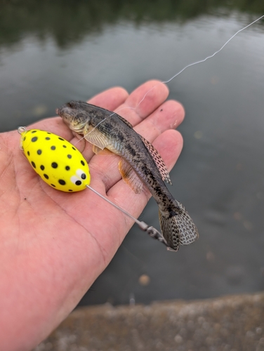 ハゼの釣果