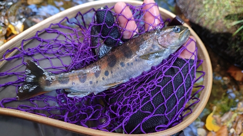 ヤマメの釣果