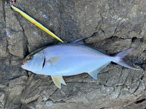 ネリゴの釣果