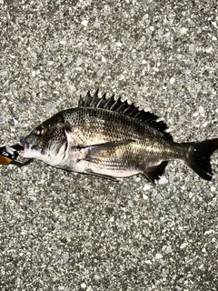 クロダイの釣果