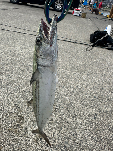 サゴシの釣果