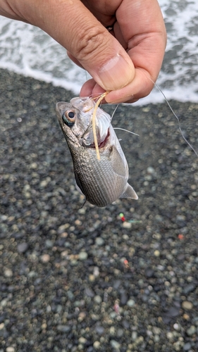 ツバメコノシロの釣果