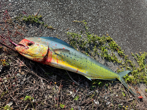 シイラの釣果