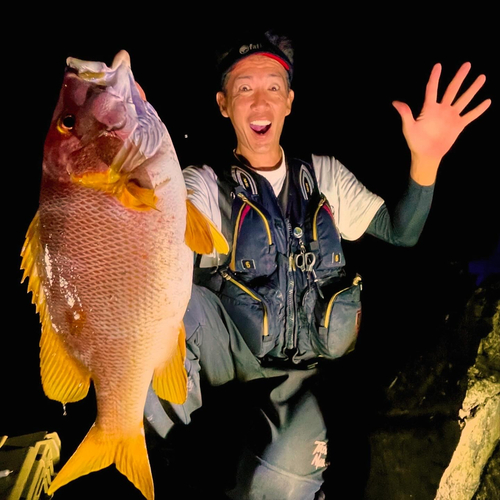 シブダイの釣果