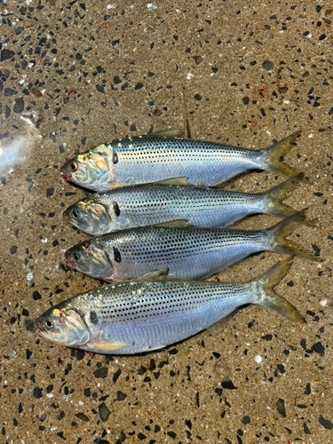 コノシロの釣果