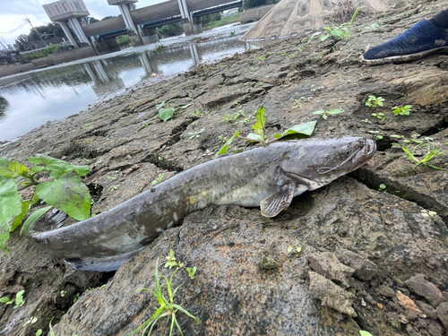 ナマズの釣果