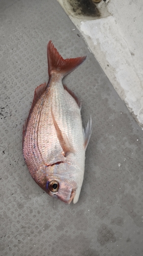 タイの釣果