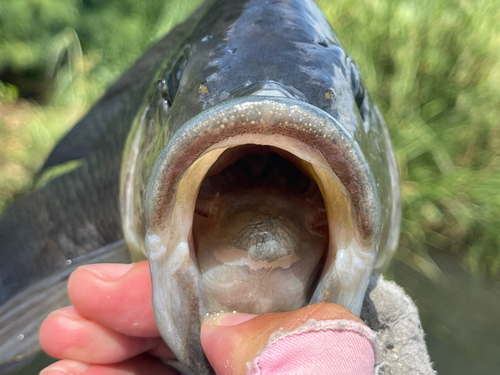 ティラピアの釣果